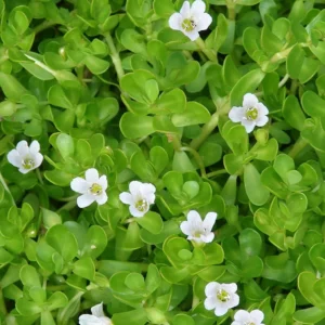 Bacopa