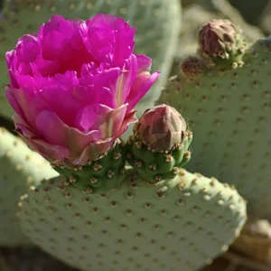 Beavertail Cactus Flower