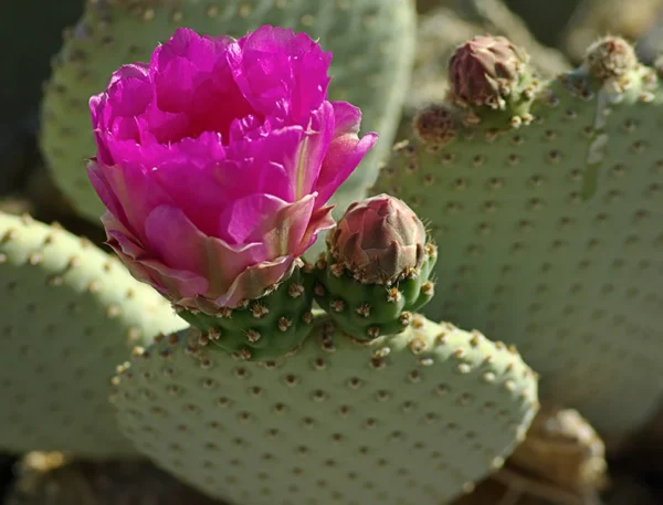 Beavertail Cactus Flower