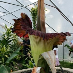 Corpse Flower