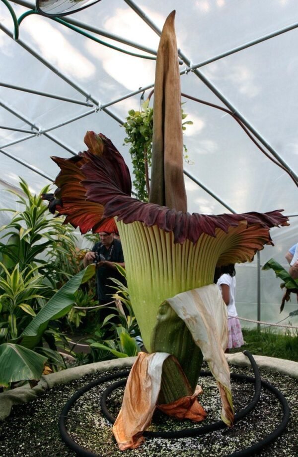 Corpse Flower