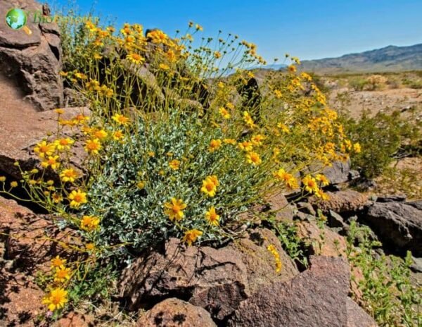 Brittlebush