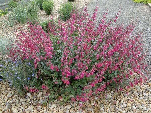 Penstemon