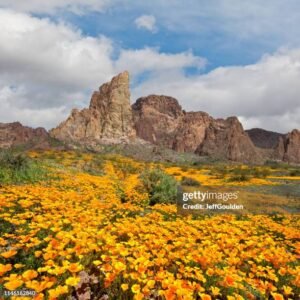 Arizona Poppy