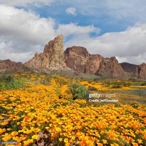 Arizona Poppy