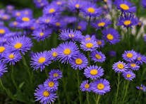 Alpine Aster