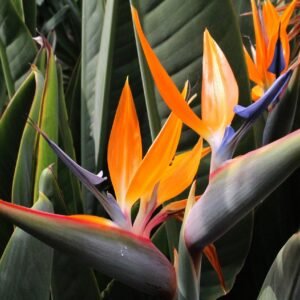 Bird of Paradise