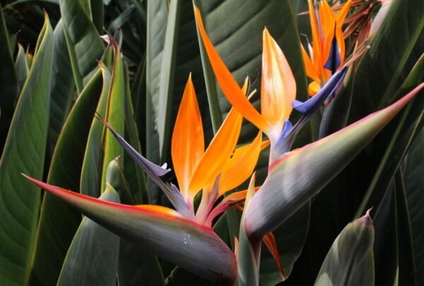 Bird of Paradise