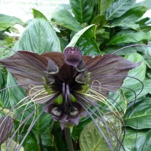 Black Bat Flower