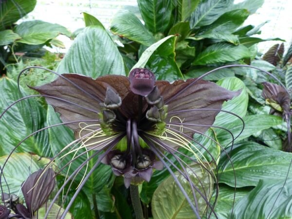 Black Bat Flower