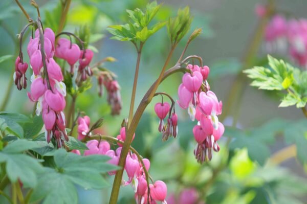 Bleeding Heart