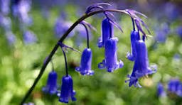 Bluebell