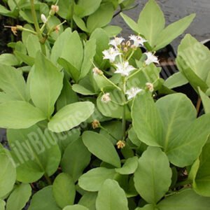 Bog Bean