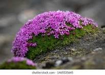Moss Campion