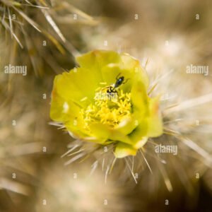 Cholla Cactus Flower