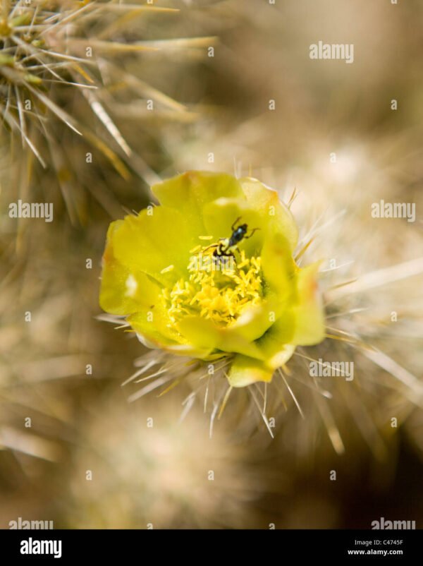 Cholla Cactus Flower
