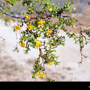 Creosote Bush Flower