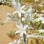 Desert Lily