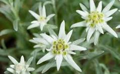 Edelweiss