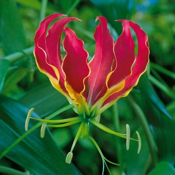 Flame Lily