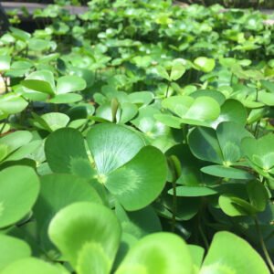 Water Clover