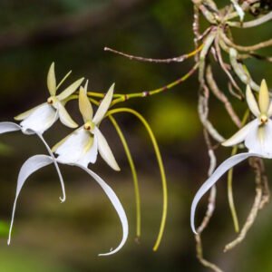 Ghost Orchid