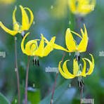 Glacier Lily