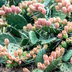Prickly Pear Cactus Flower