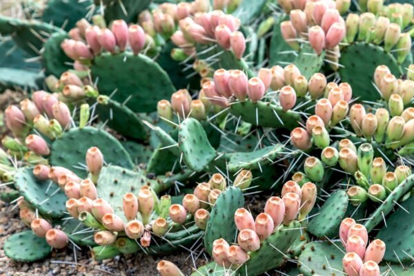 Prickly Pear Cactus Flower