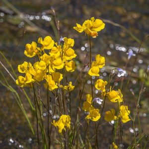 Horned Bladderwort