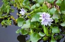 Water Hyacinth