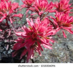 Indian Paintbrush