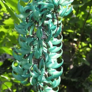 Jade Vine