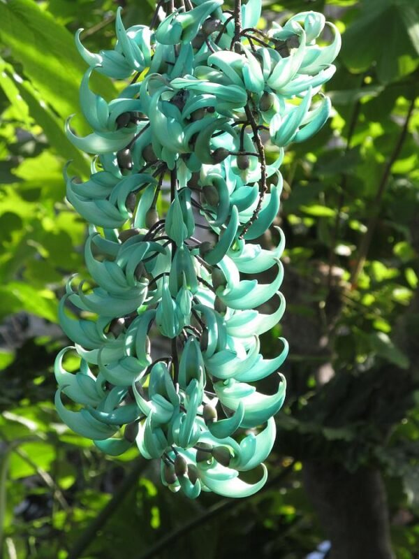 Jade Vine
