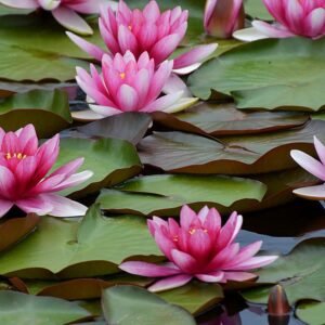 Water Lily