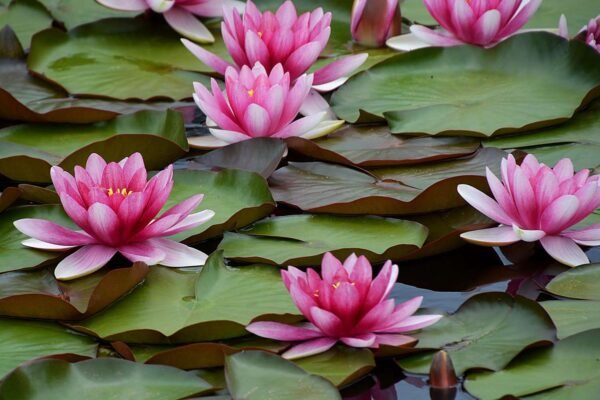 Water Lily