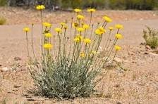 Desert Marigold
