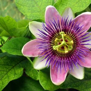 Passion Flower