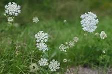 Queen Anne's Lace