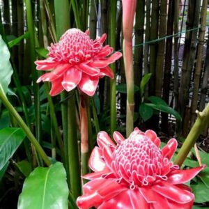 Torch Ginger