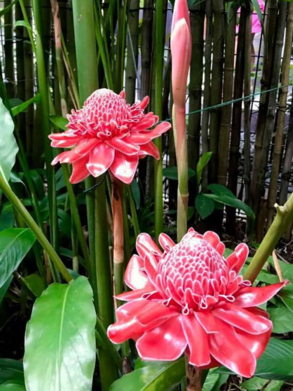 Torch Ginger
