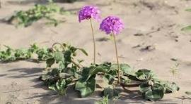 Desert Sand Verbena