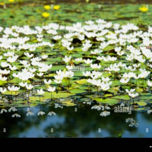 Water Snowflake