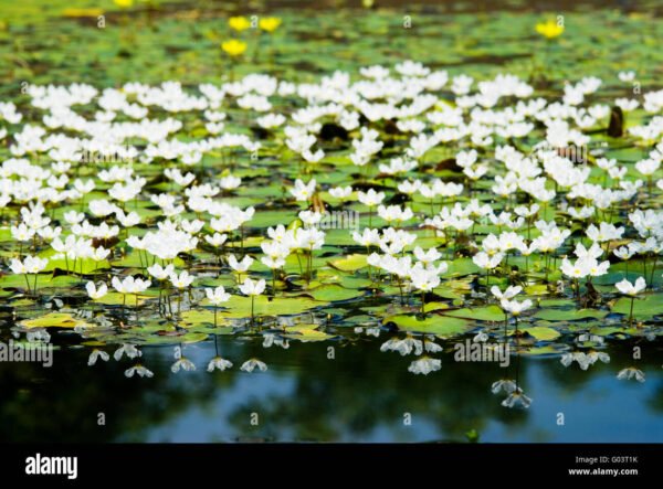 Water Snowflake